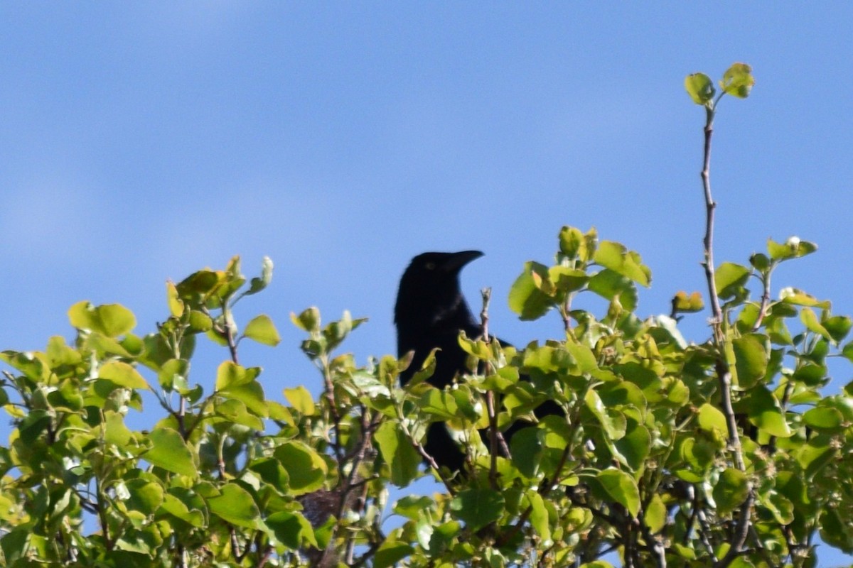 Great-tailed Grackle (Great-tailed) - ML617985650