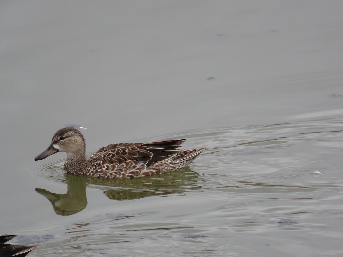 Blue-winged Teal - ML617985667