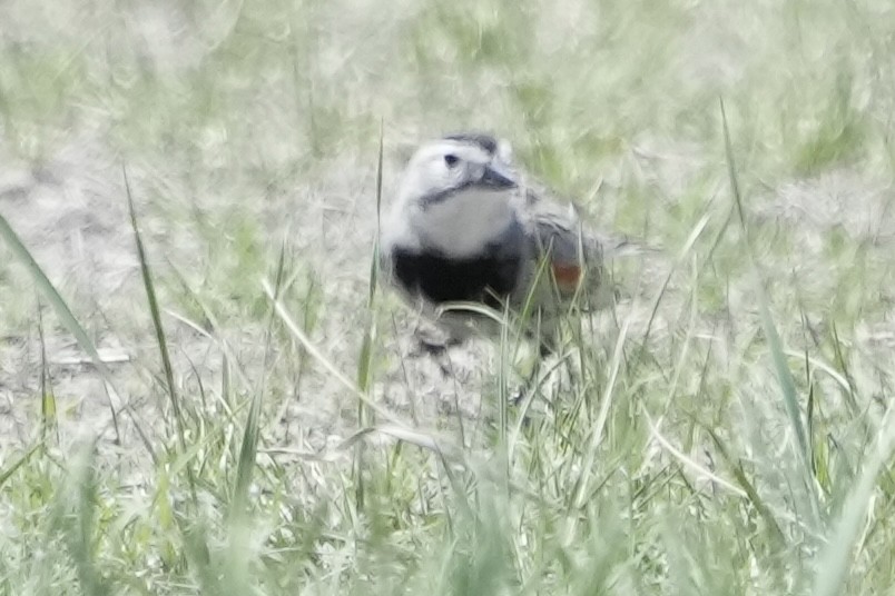 Thick-billed Longspur - ML617985675