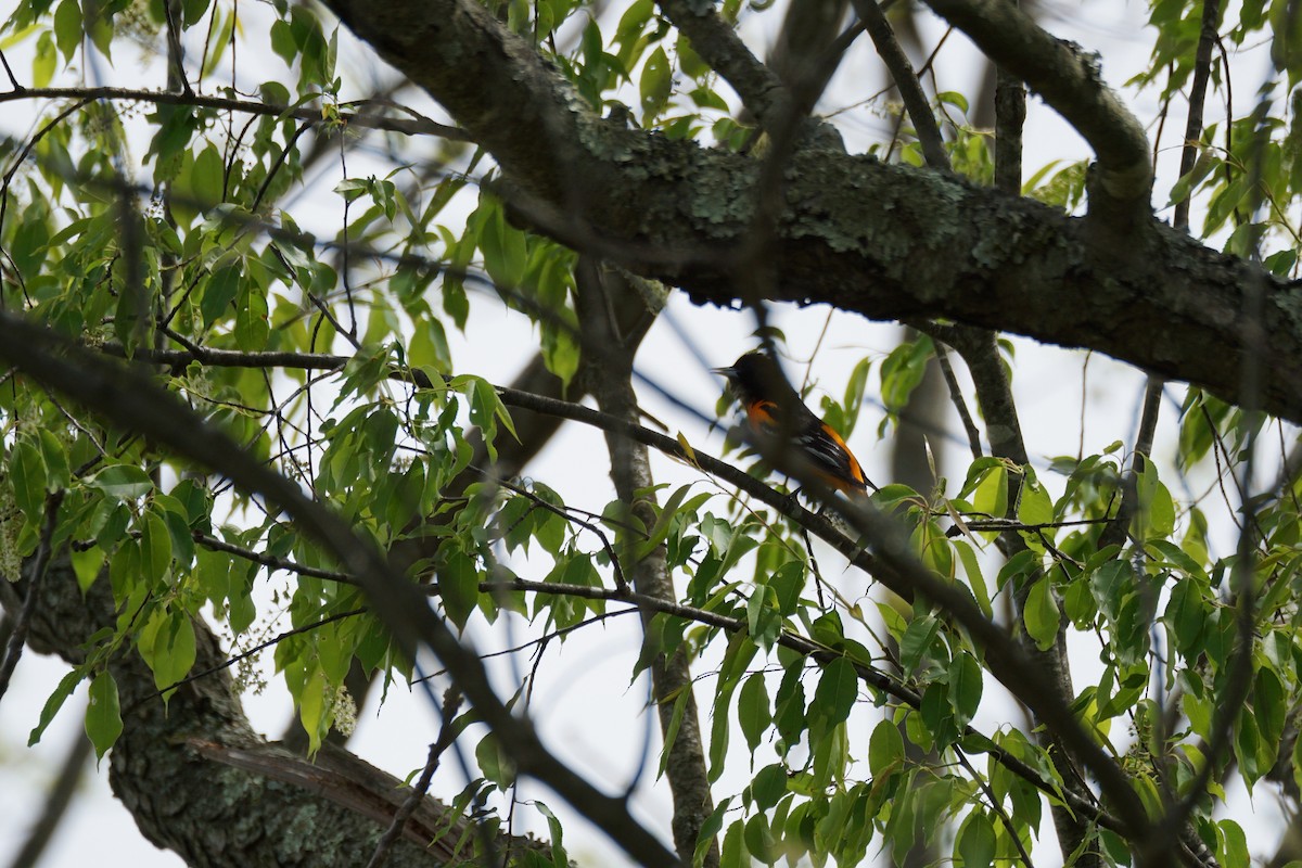 Baltimore Oriole - Chase Wilson