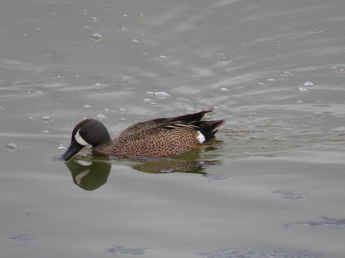 Blue-winged Teal - ML617985688