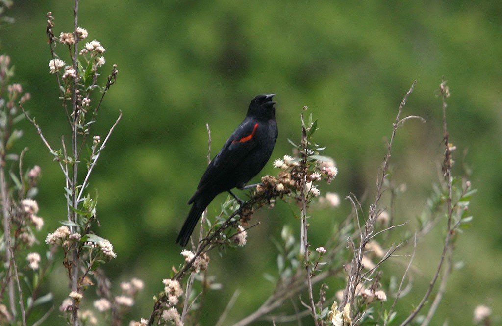 Red-winged Blackbird - ML617985693