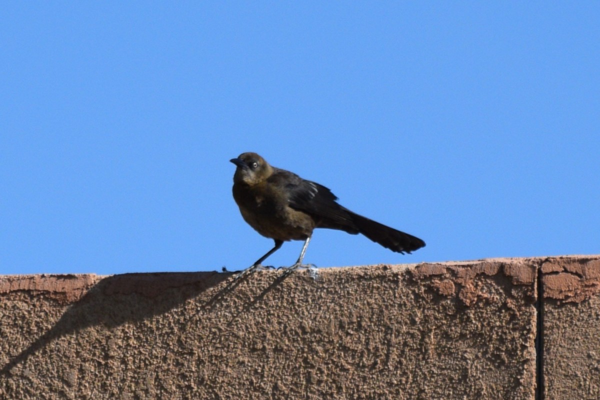 Great-tailed Grackle (Great-tailed) - ML617985710
