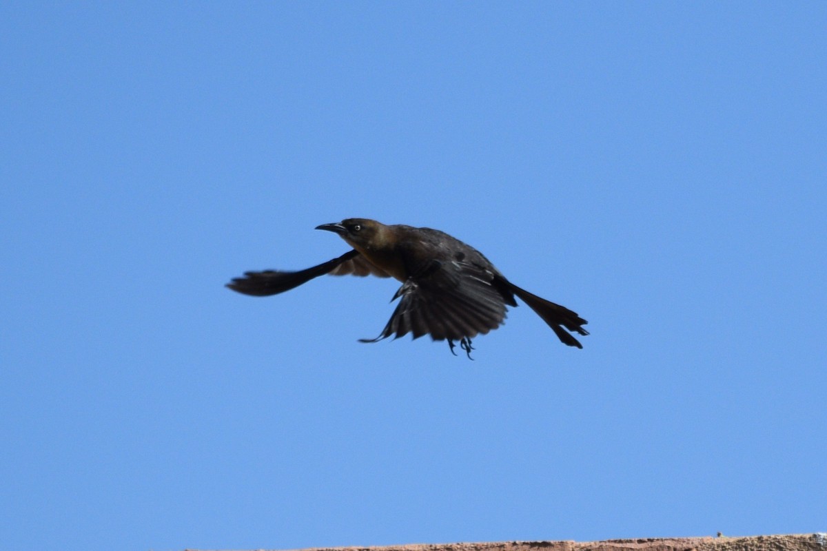 Great-tailed Grackle (Great-tailed) - ML617985732