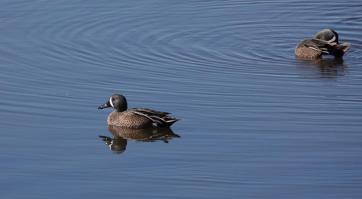 Blue-winged Teal - Danielle Cayer