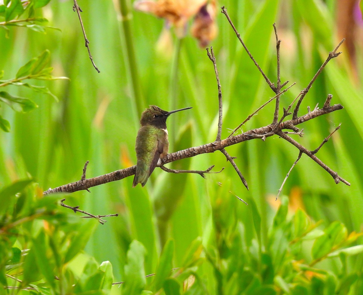 Black-chinned Hummingbird - Ted Floyd