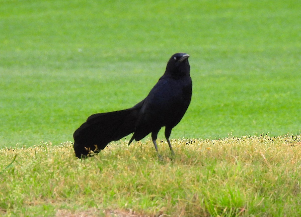 Great-tailed Grackle - ML617985883