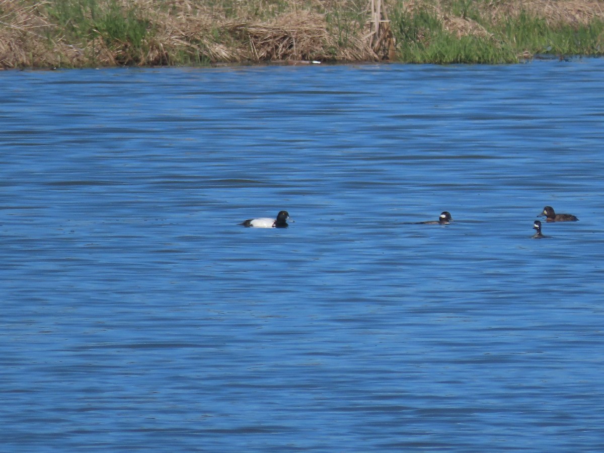 Greater Scaup - ML617985892