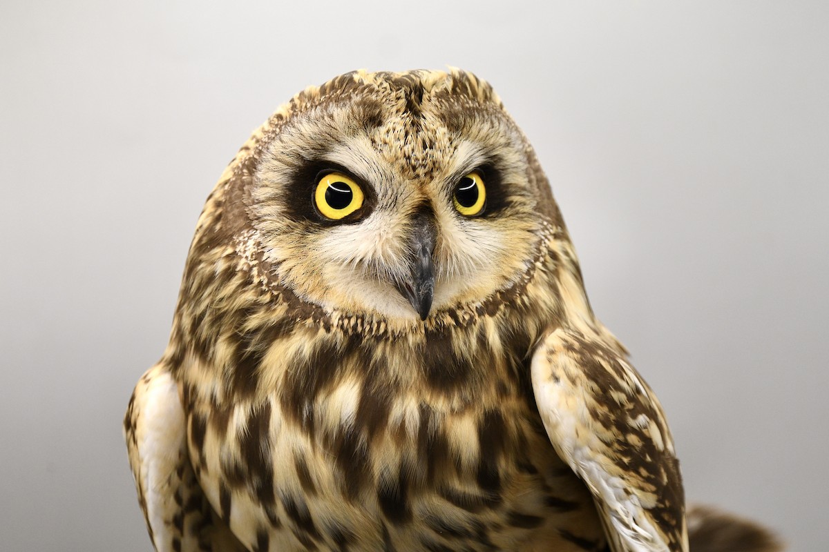 Short-eared Owl - Simon Kiesé