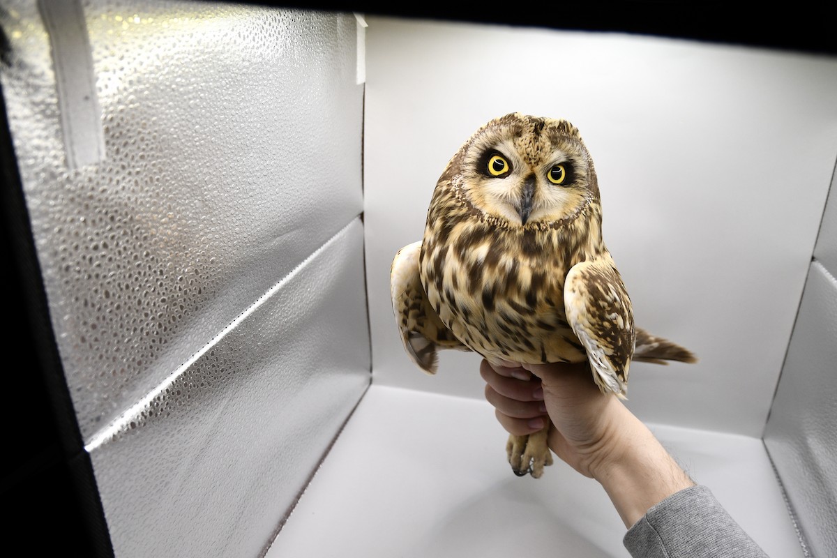 Short-eared Owl - ML617985944