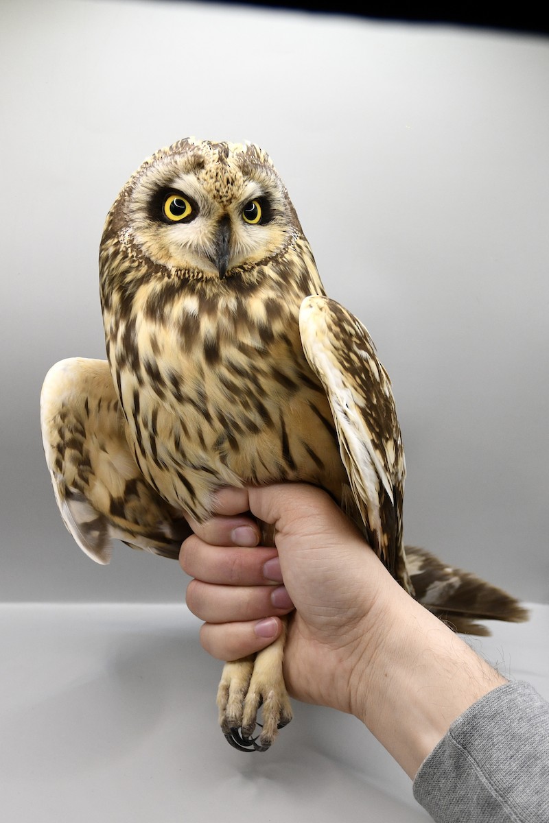Short-eared Owl - ML617985975