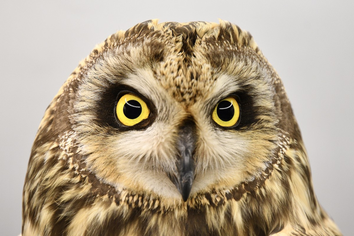 Short-eared Owl - ML617985976