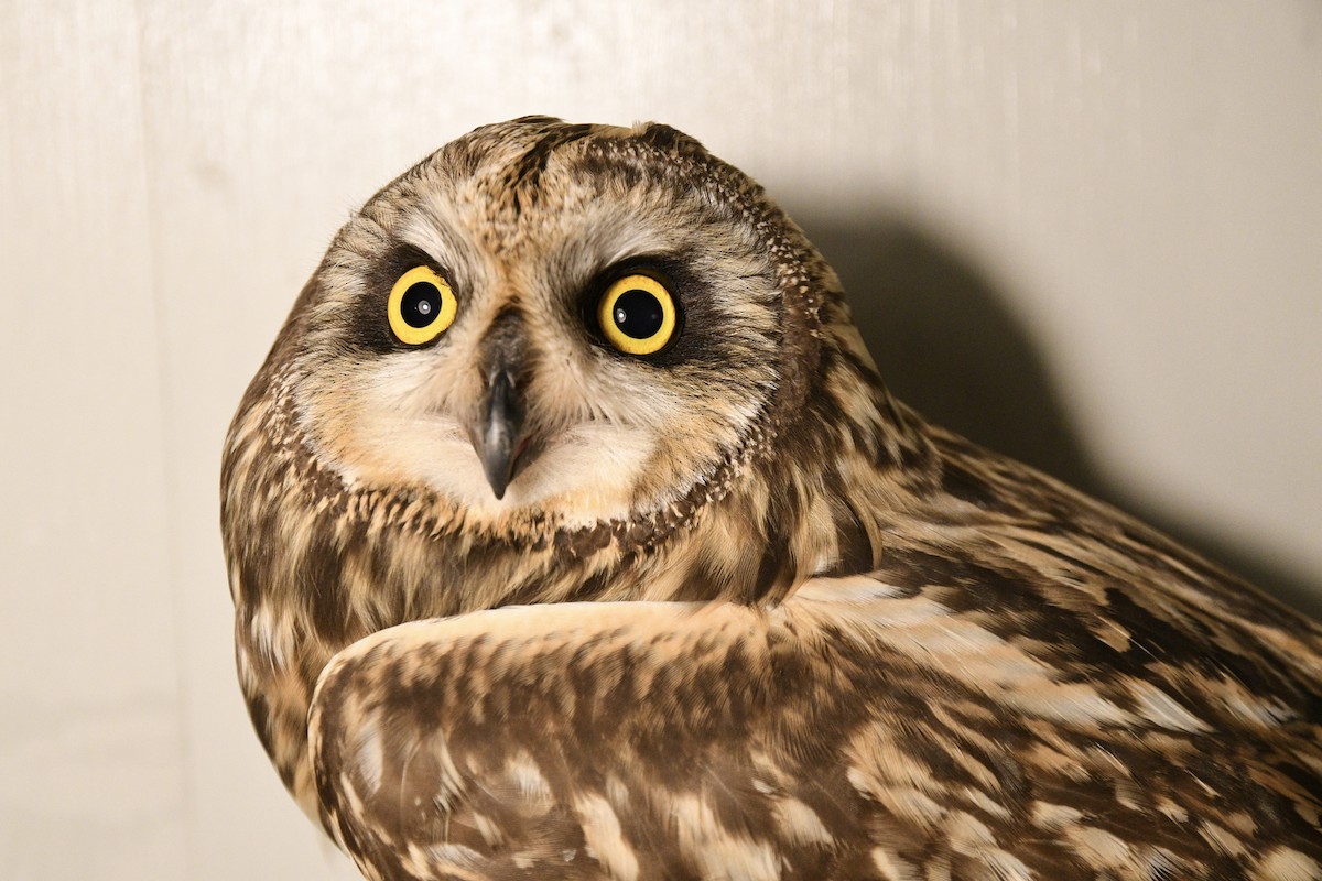 Short-eared Owl - Simon Kiesé