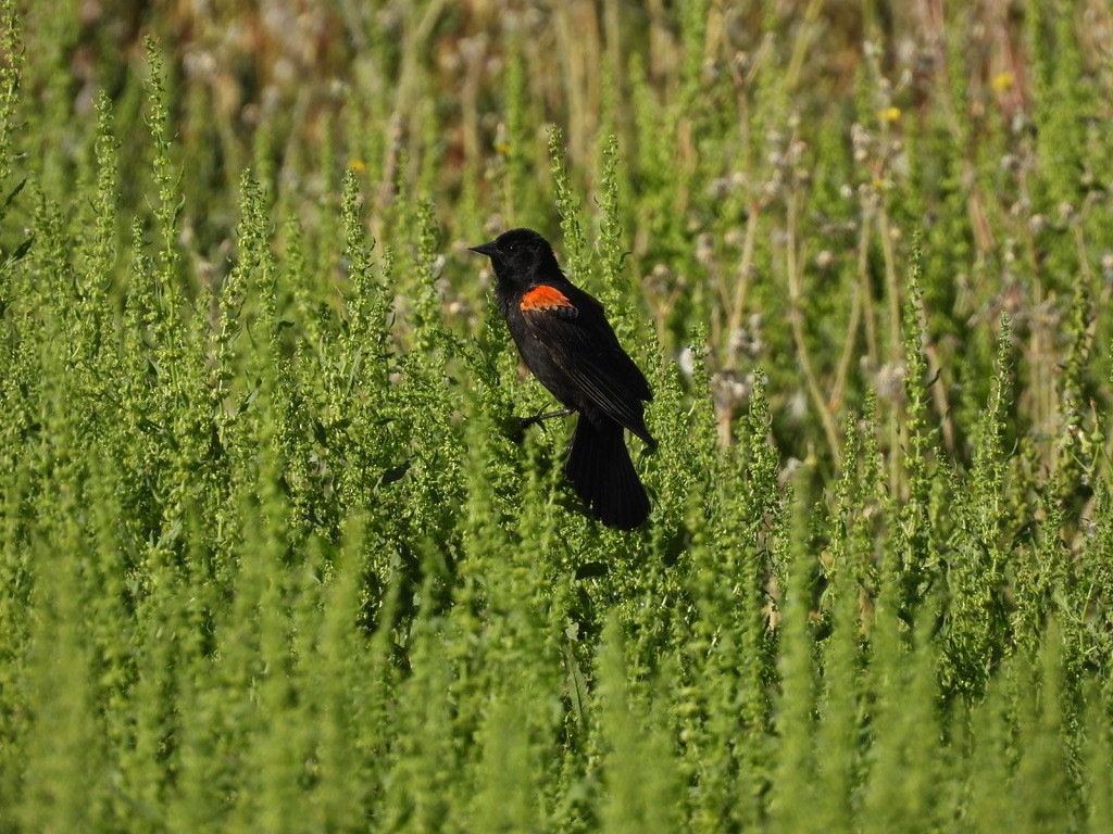 Red-winged Blackbird (Red-winged) - ML617985988