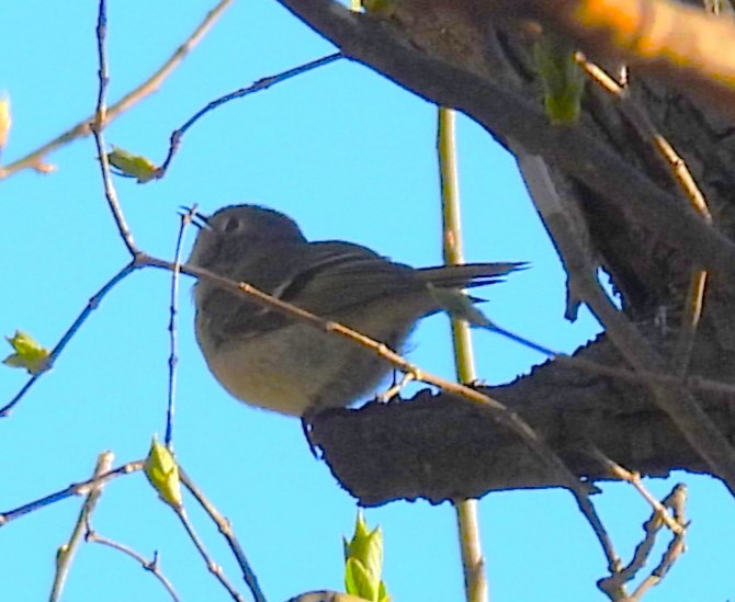 Ruby-crowned Kinglet - meade cadot