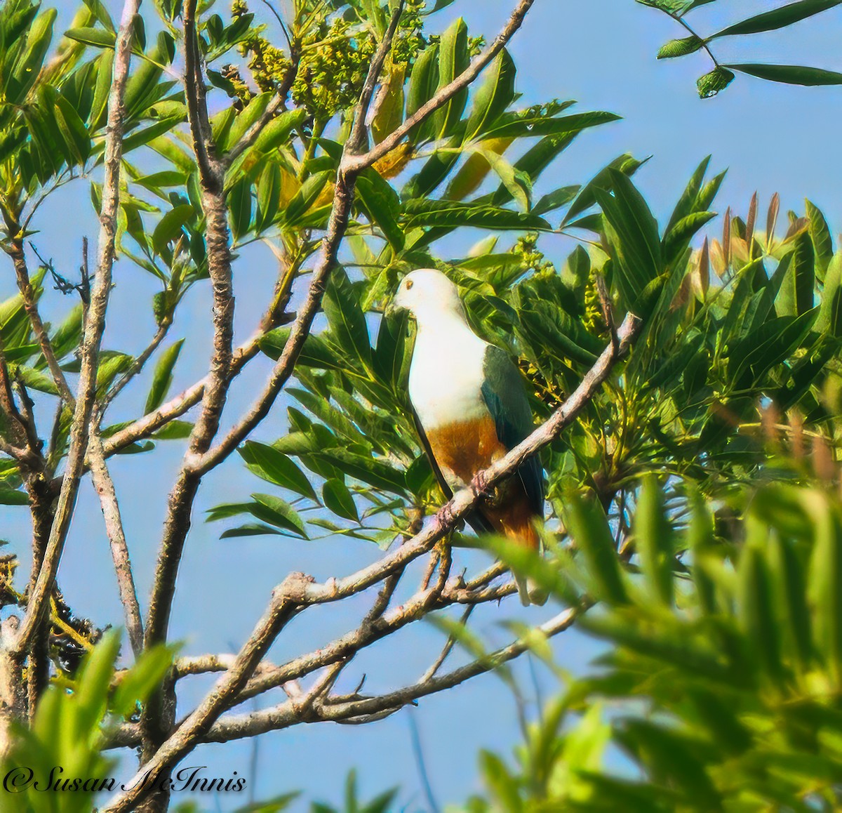 Silver-capped Fruit-Dove - ML617986007