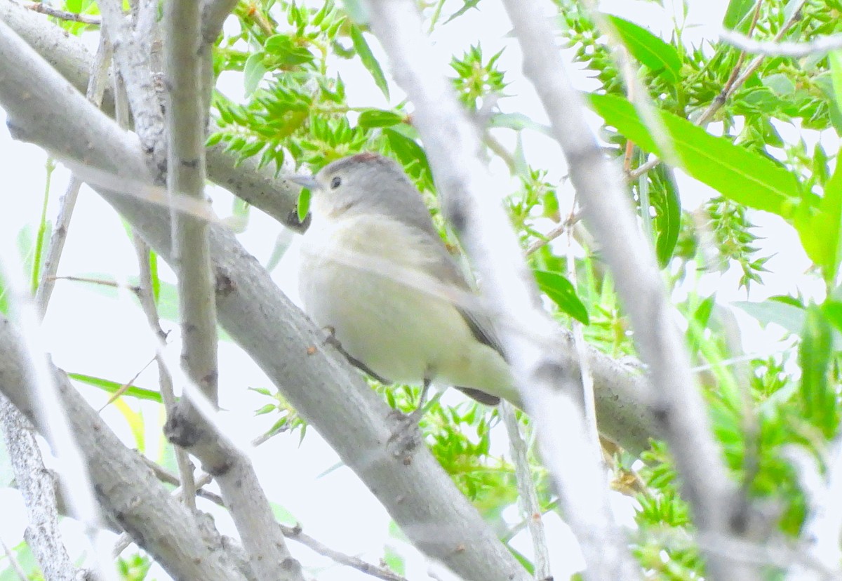 Lucy's Warbler - ML617986029