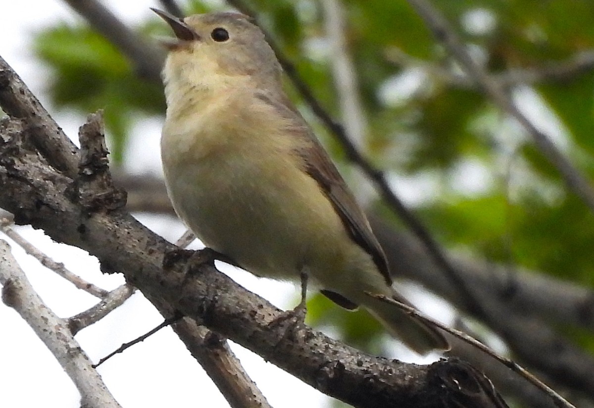 Lucy's Warbler - Ted Floyd