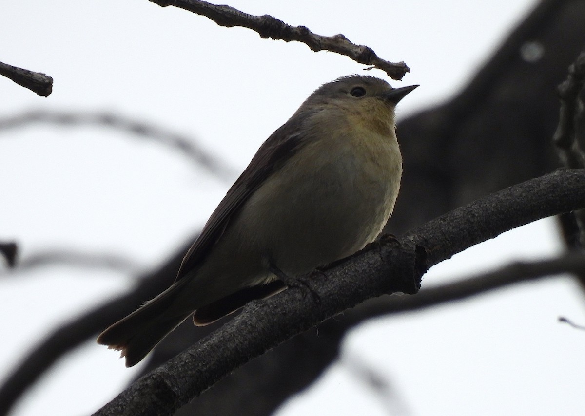 Lucy's Warbler - ML617986039