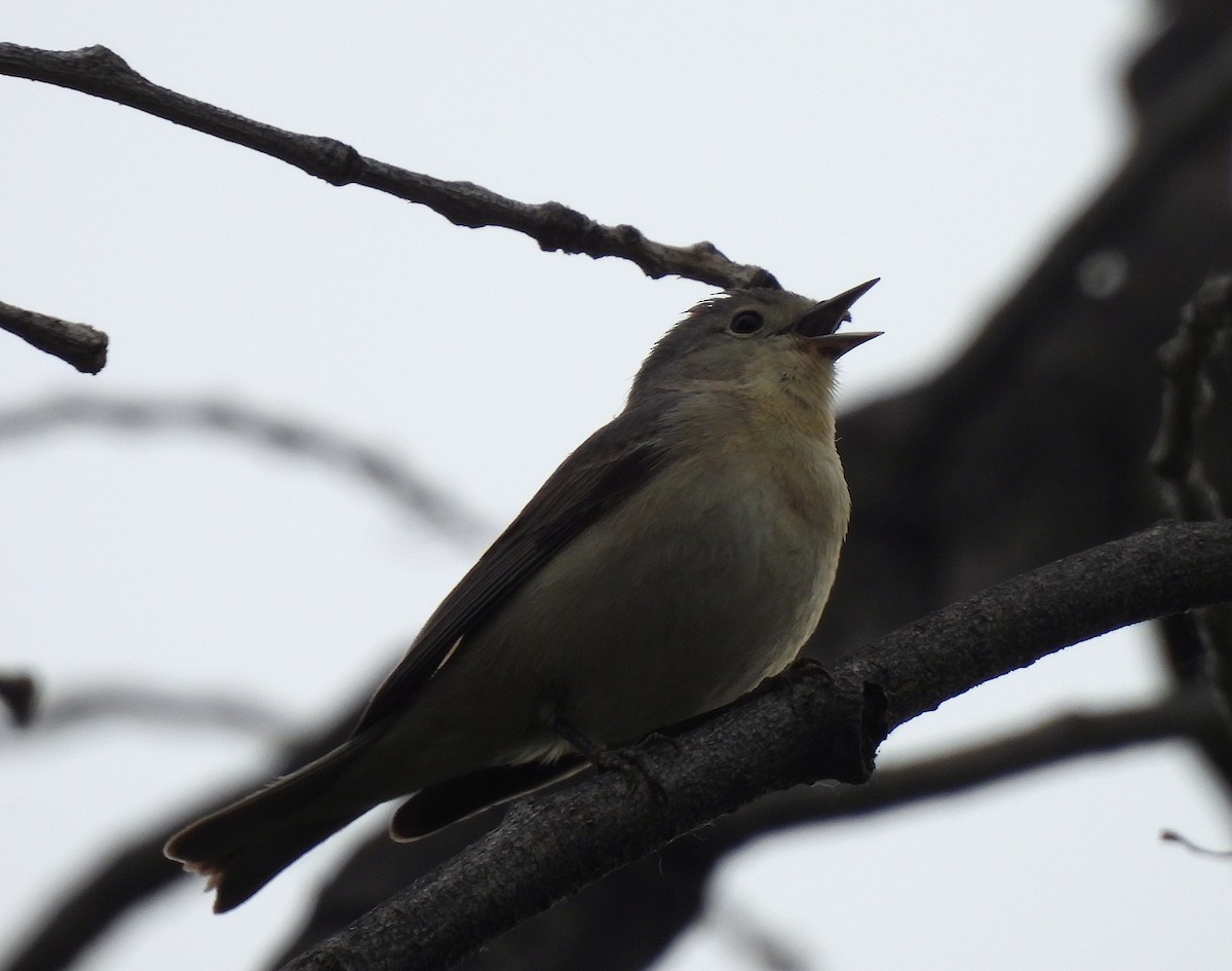 Lucy's Warbler - ML617986042