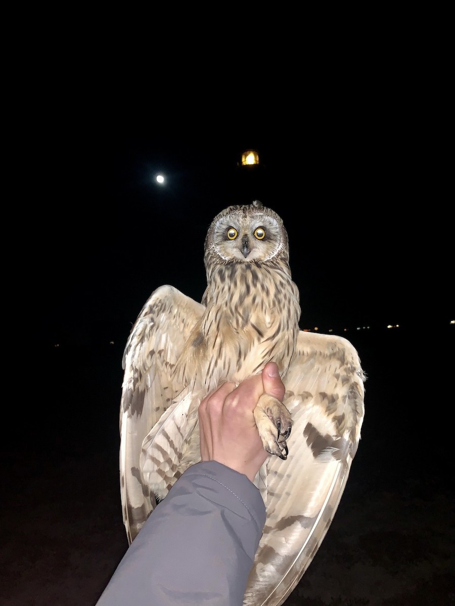 Short-eared Owl - ML617986045