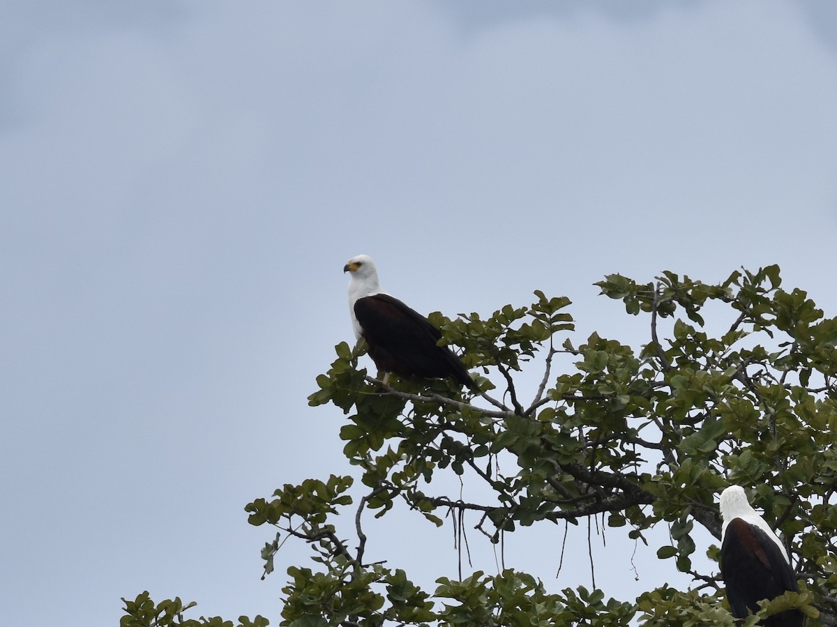 African Fish-Eagle - ML617986078