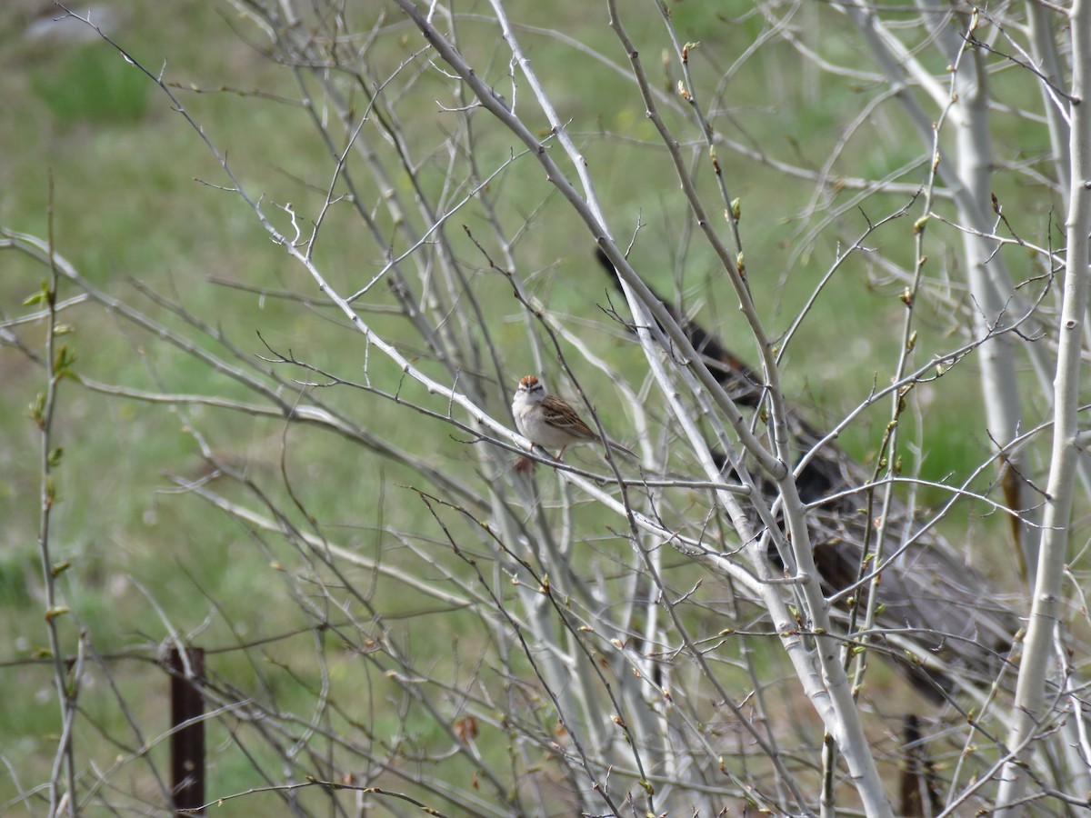 Chipping Sparrow - ML617986104
