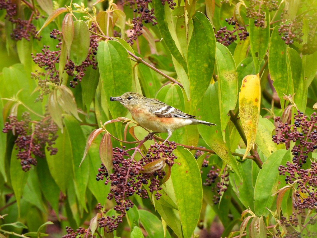 Bay-breasted Warbler - ML617986149