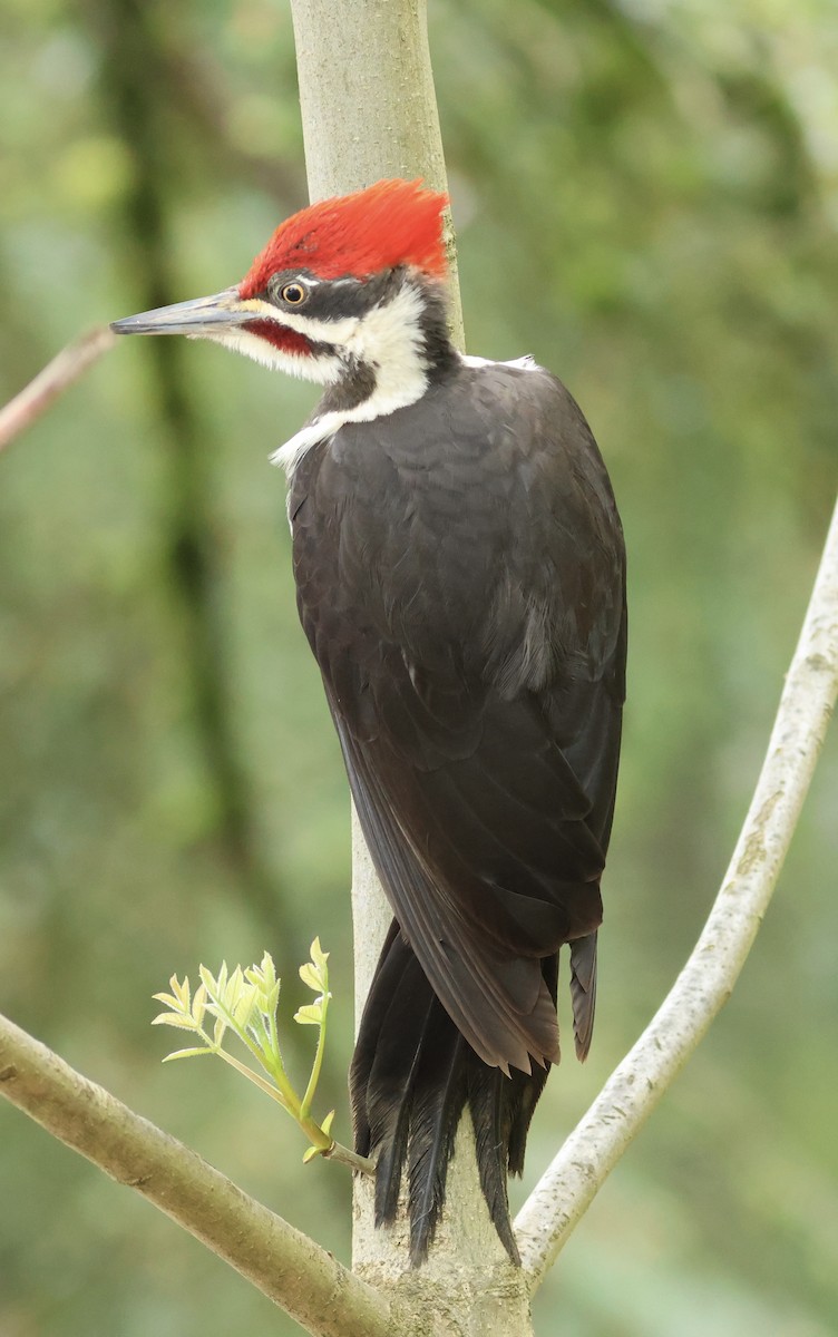 Pileated Woodpecker - Hanan Jacoby