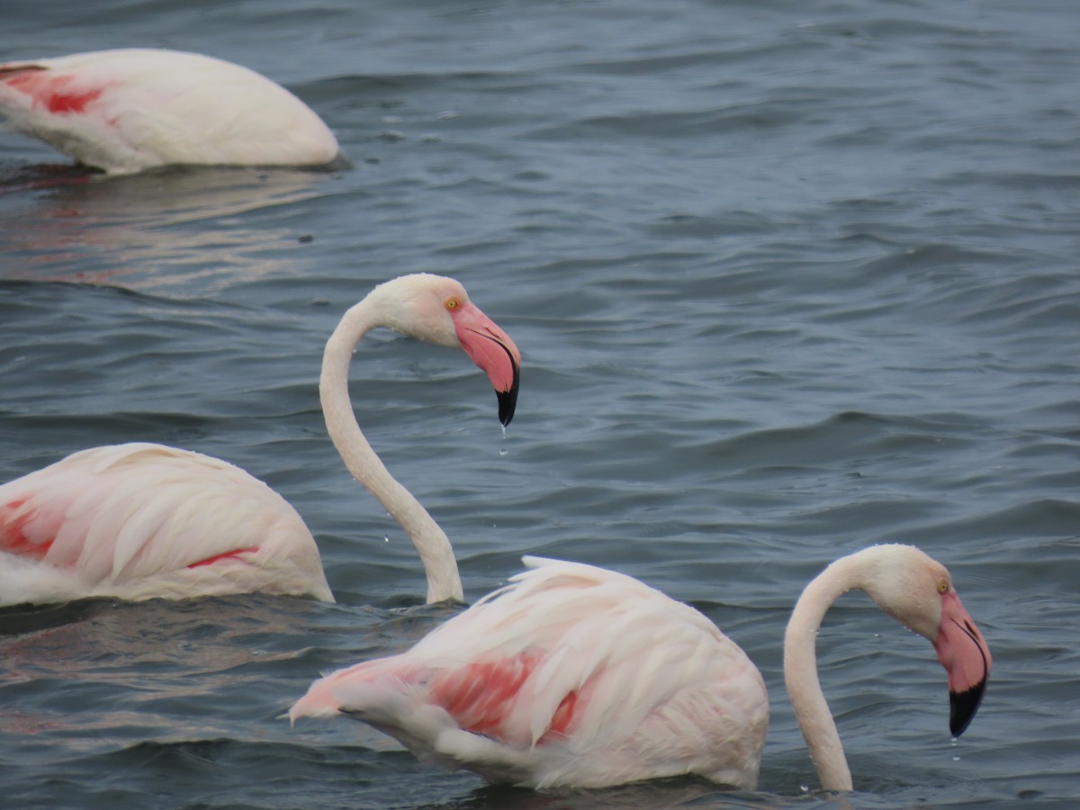 Greater Flamingo - Francisco Javier Calvo lesmes