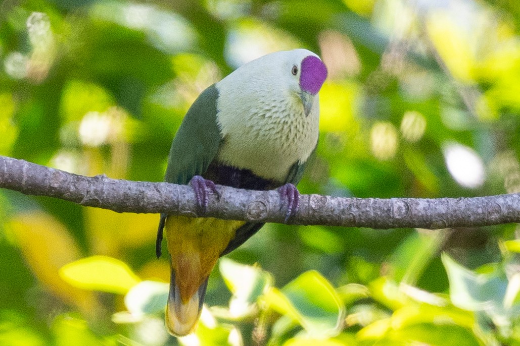 Purple-capped Fruit-Dove - ML617986214