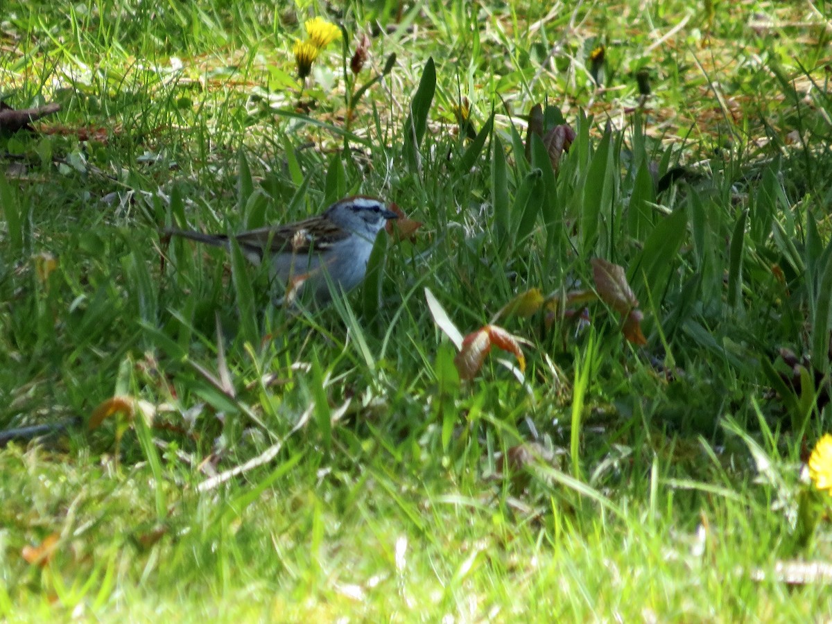 Chipping Sparrow - ML617986235