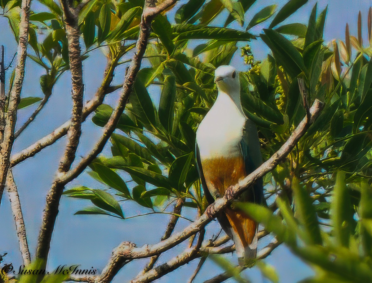 Silver-capped Fruit-Dove - ML617986236