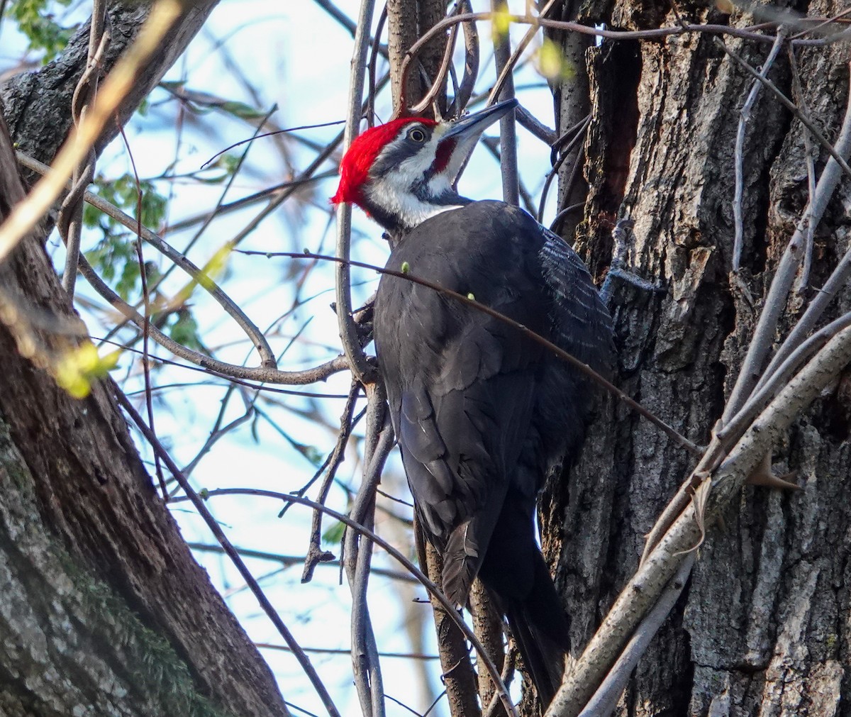 Pileated Woodpecker - ML617986238