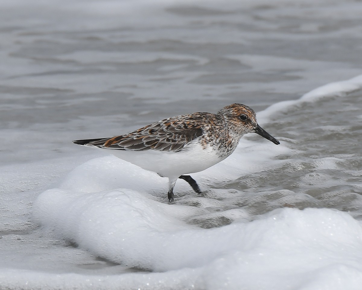 Sanderling - Keith McCullough