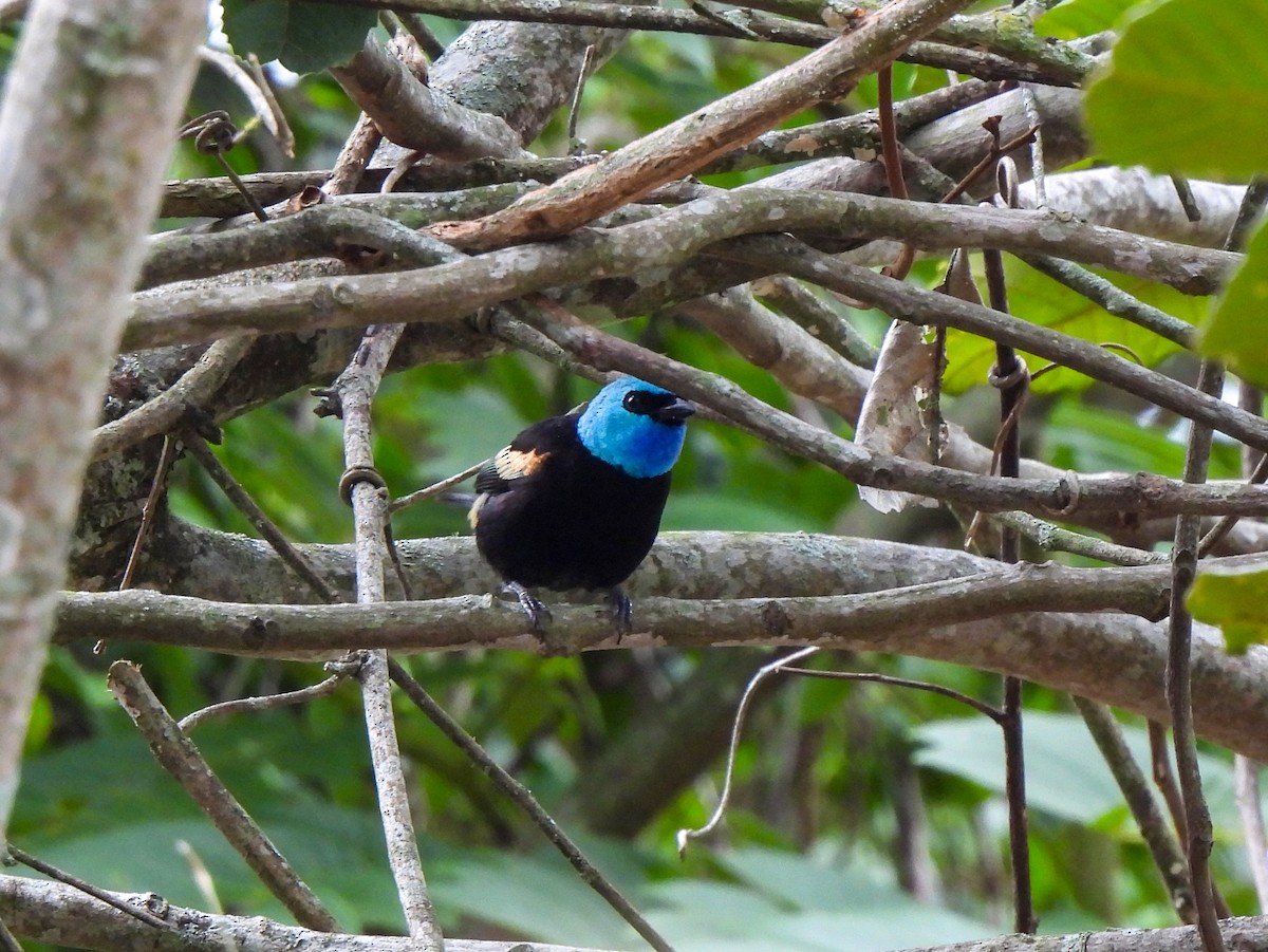 Blue-necked Tanager - ML617986272