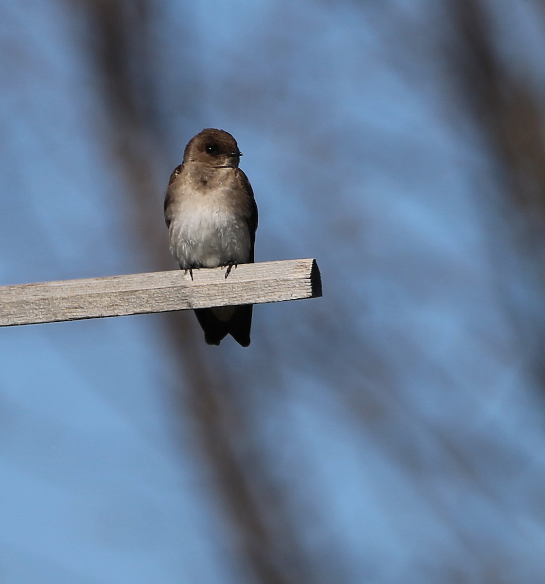 Northern Rough-winged Swallow - ML617986297