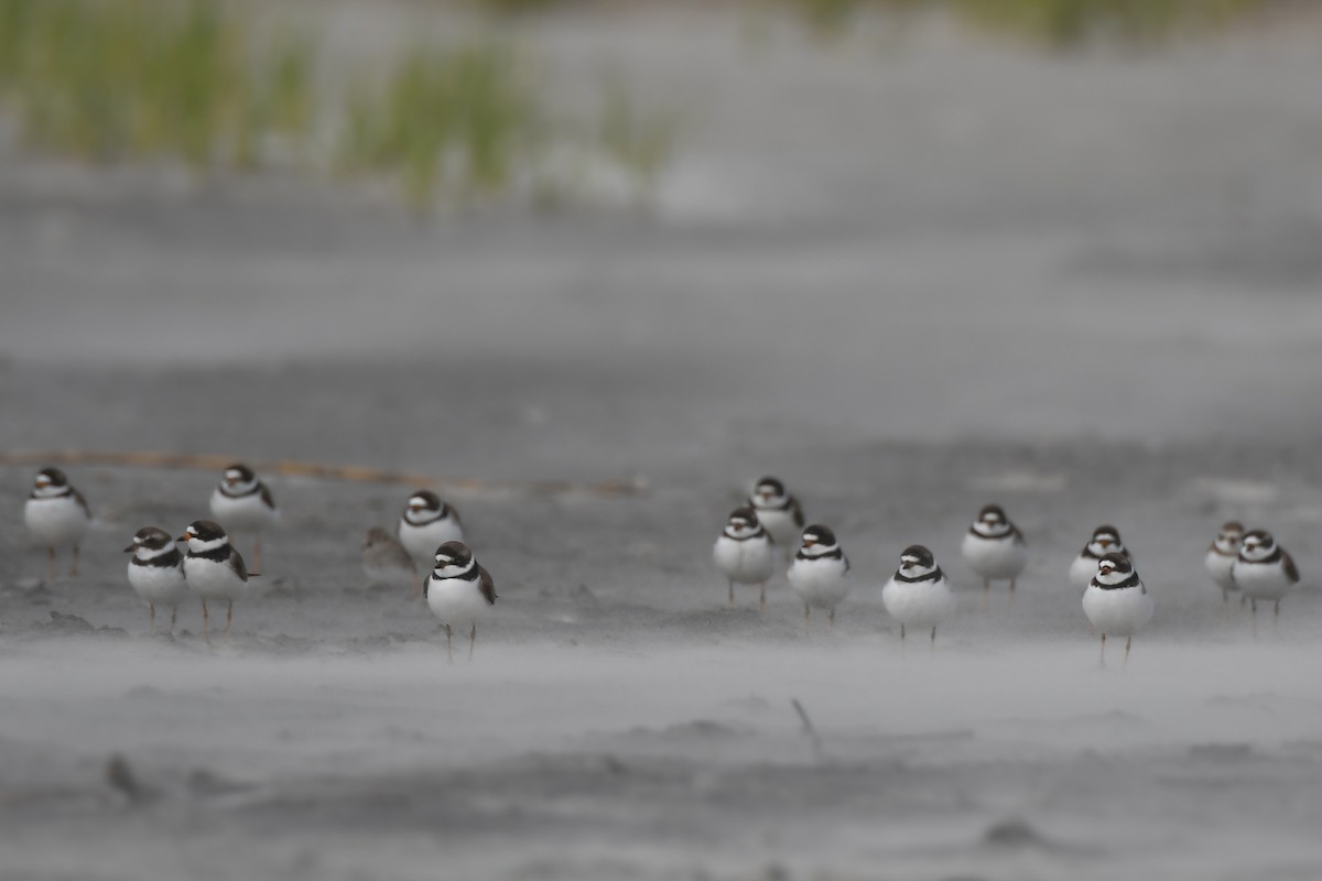 Semipalmated Plover - ML617986316