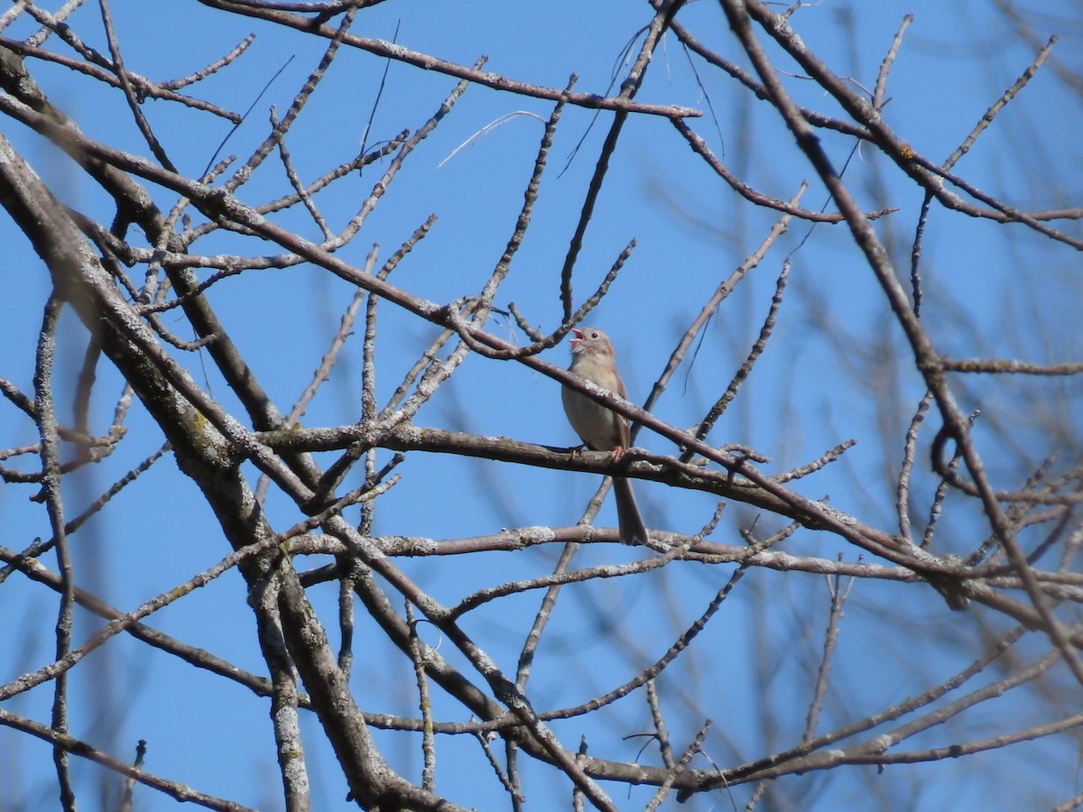 Field Sparrow - ML617986334