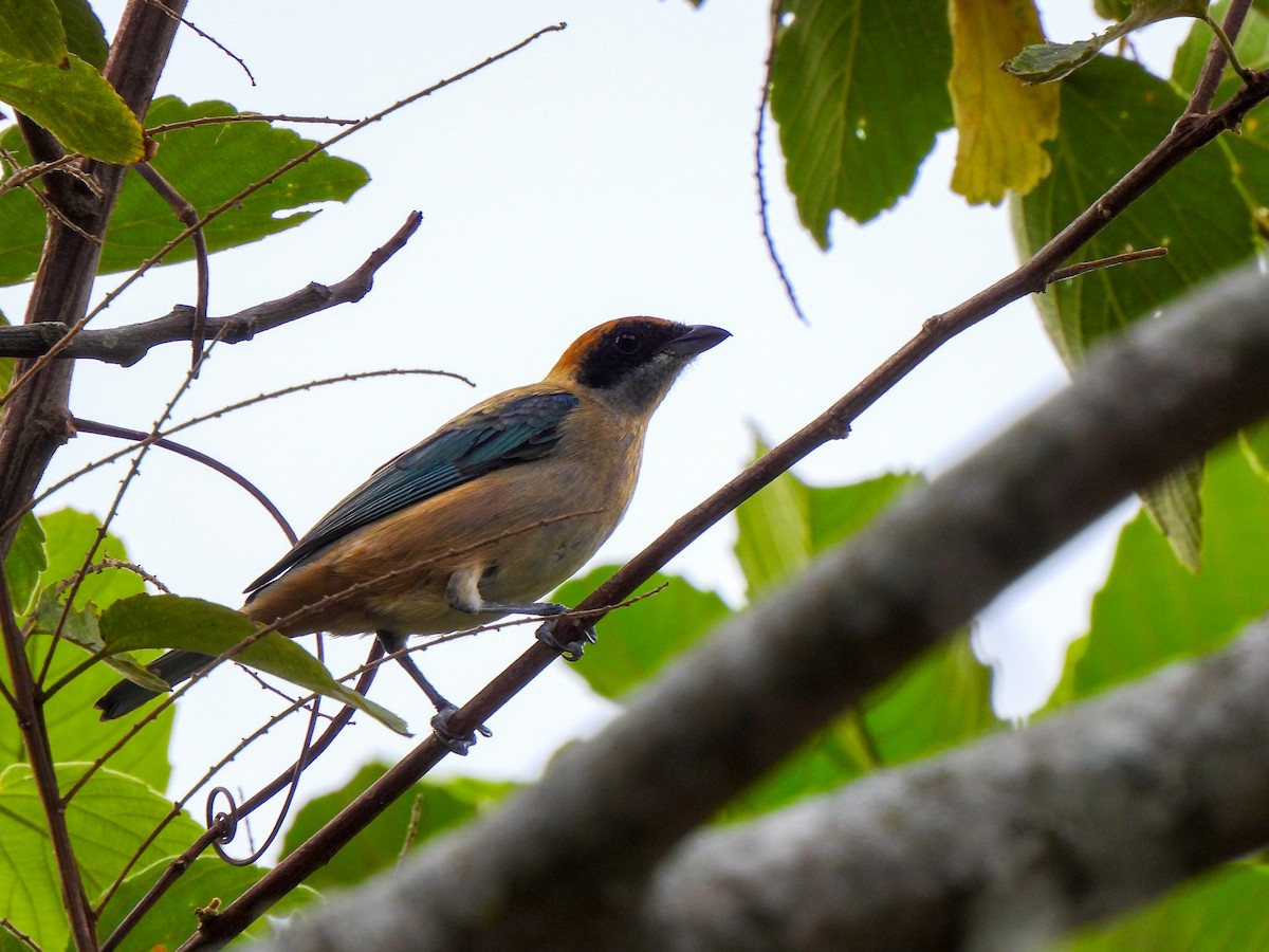 Burnished-buff Tanager - ML617986336