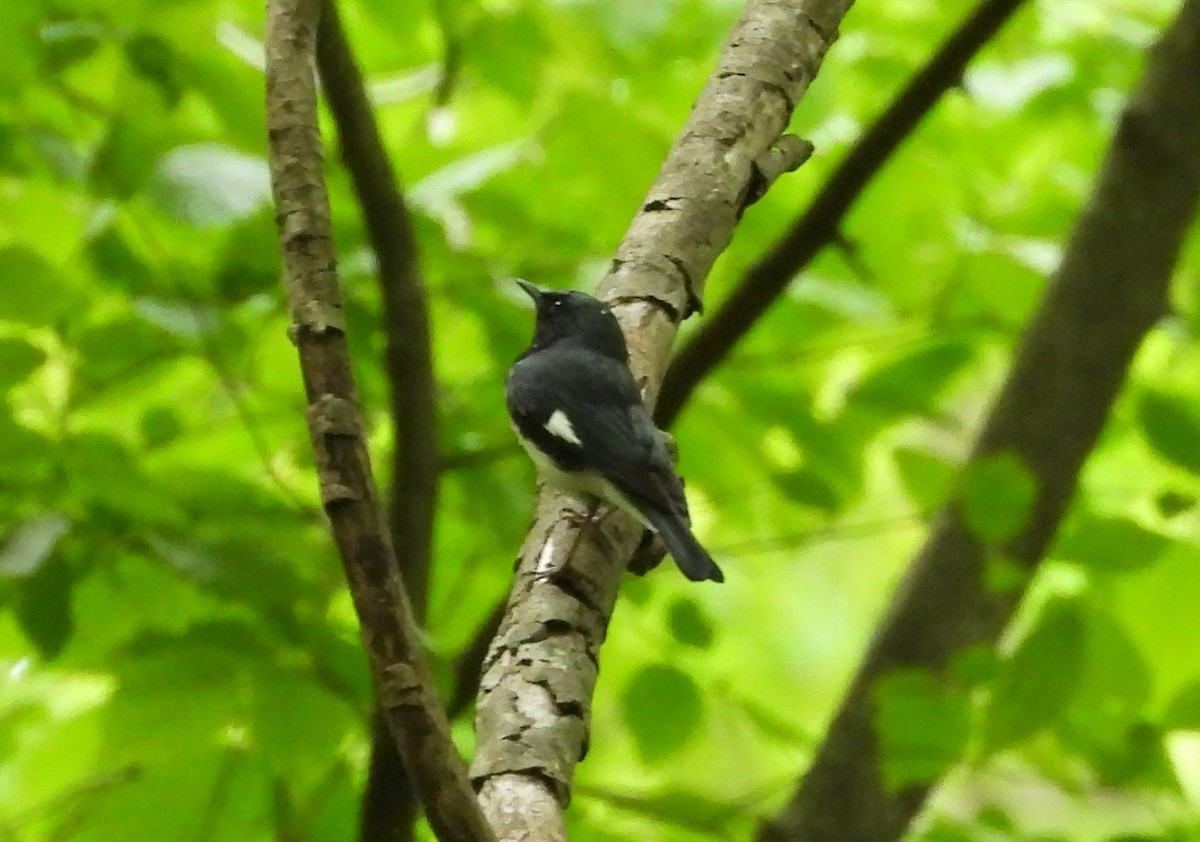 Black-throated Blue Warbler - ML617986357