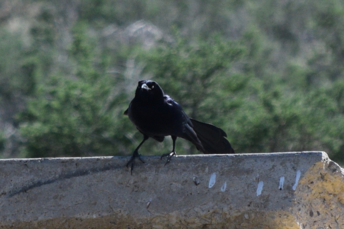 Great-tailed Grackle (Great-tailed) - ML617986371