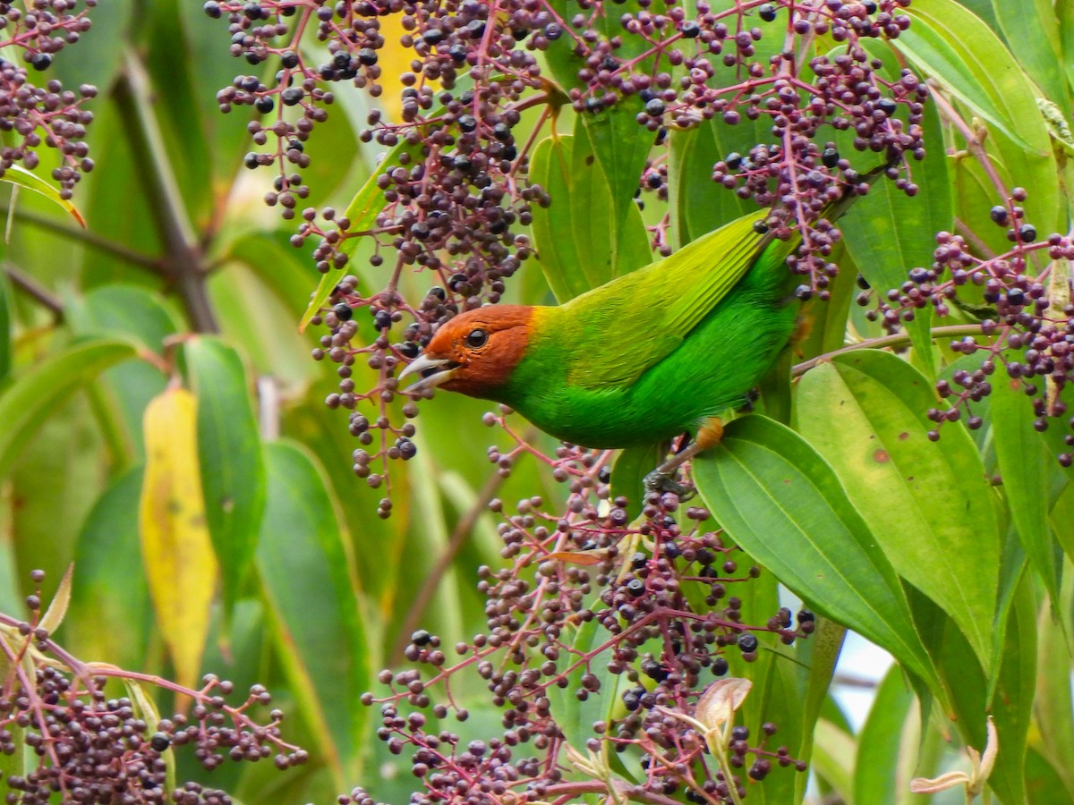 Bay-headed Tanager - ML617986372