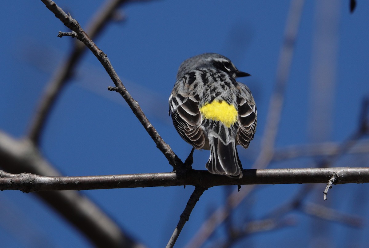 Yellow-rumped Warbler - Danielle Cayer