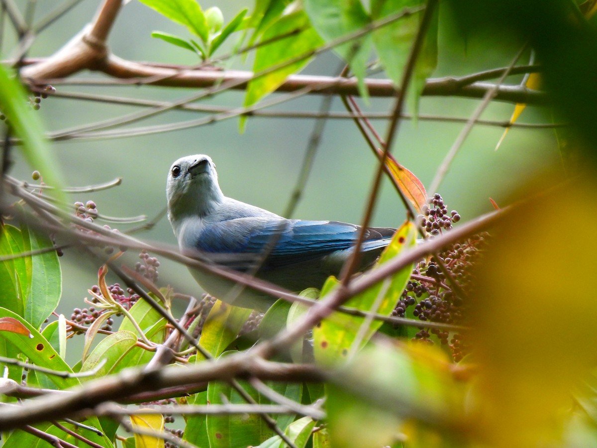 Blue-gray Tanager - ML617986396