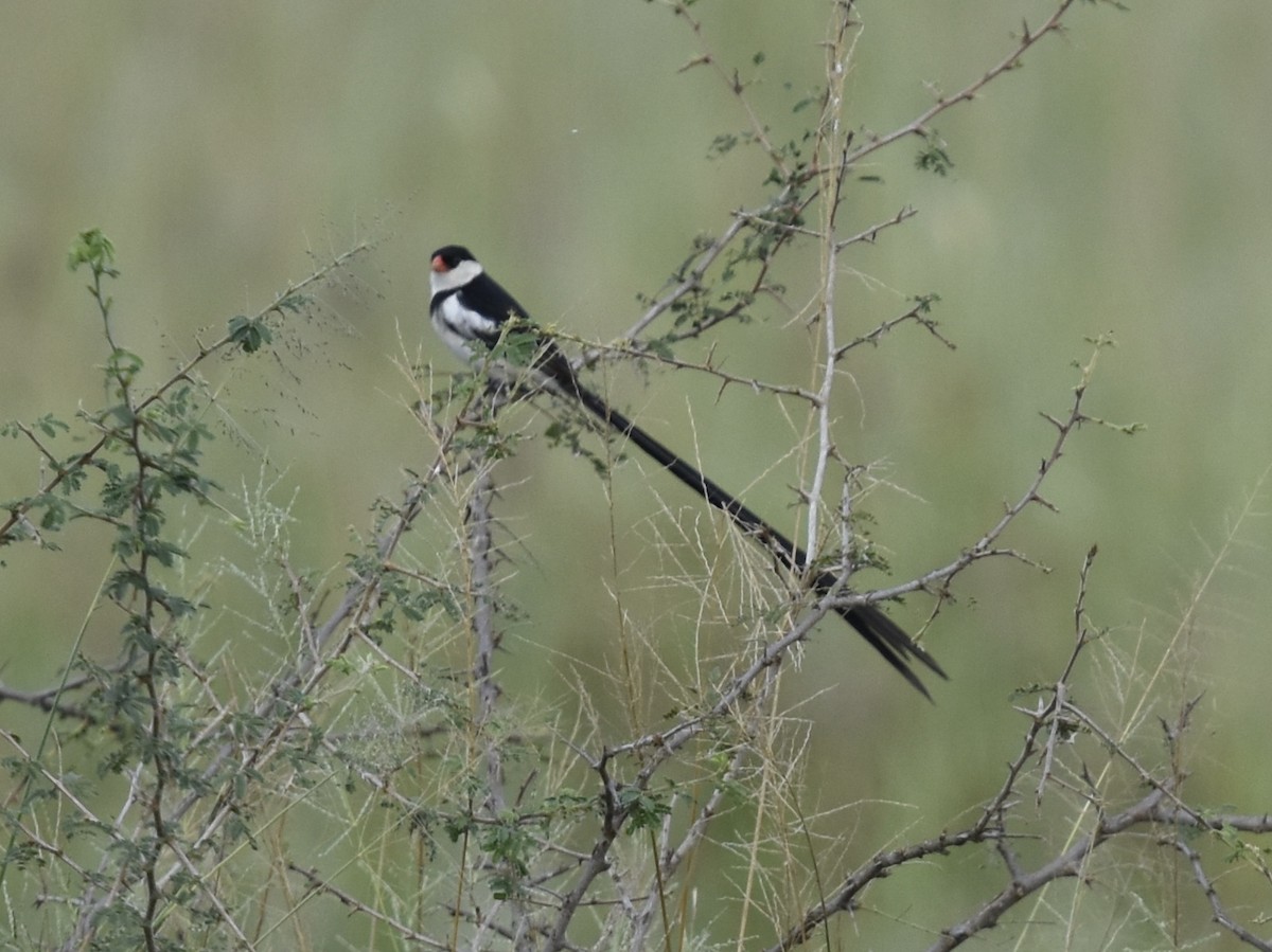 Pin-tailed Whydah - ML617986446