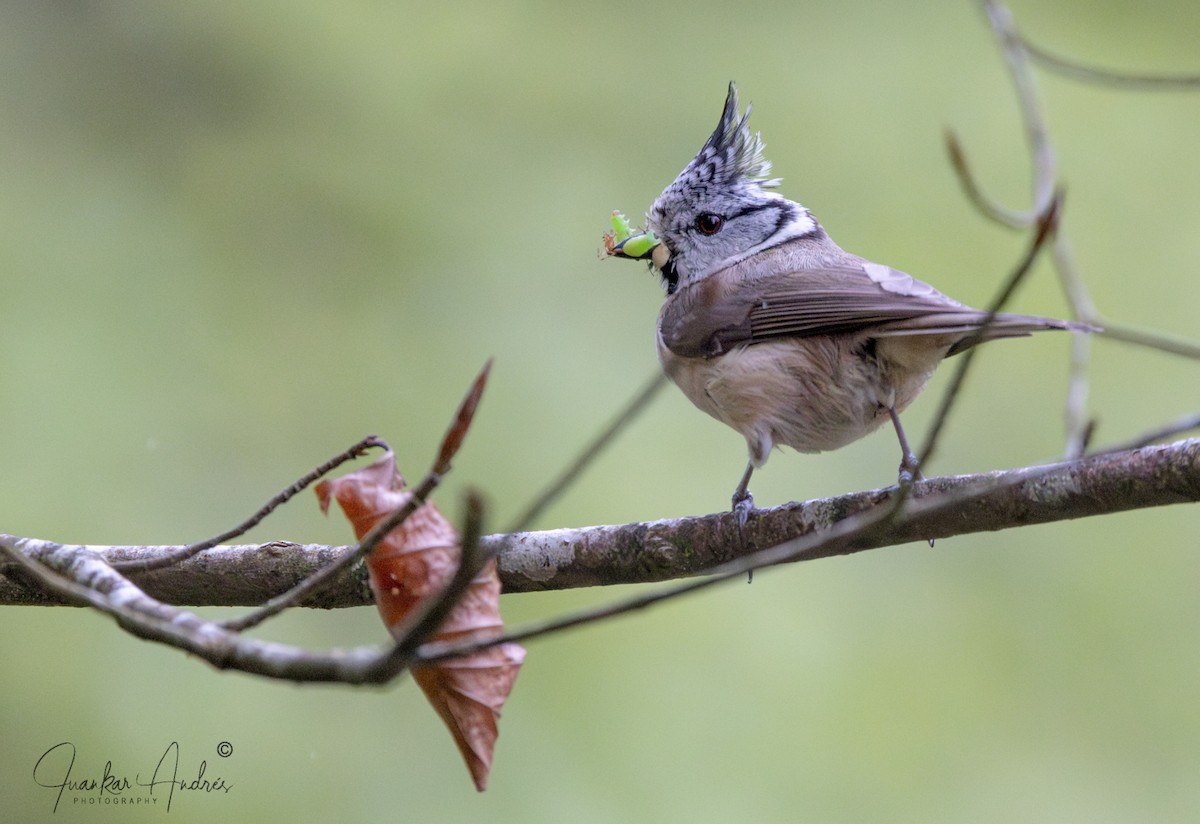 Crested Tit - ML617986484