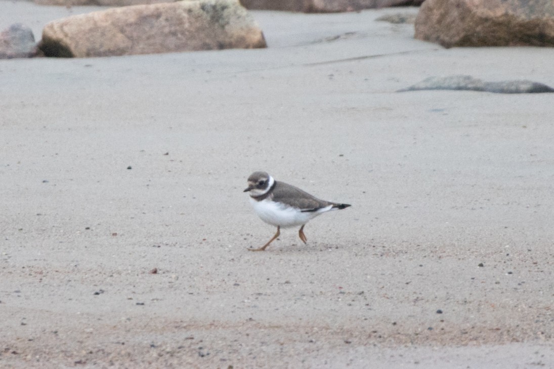 Common Ringed Plover - ML617986487