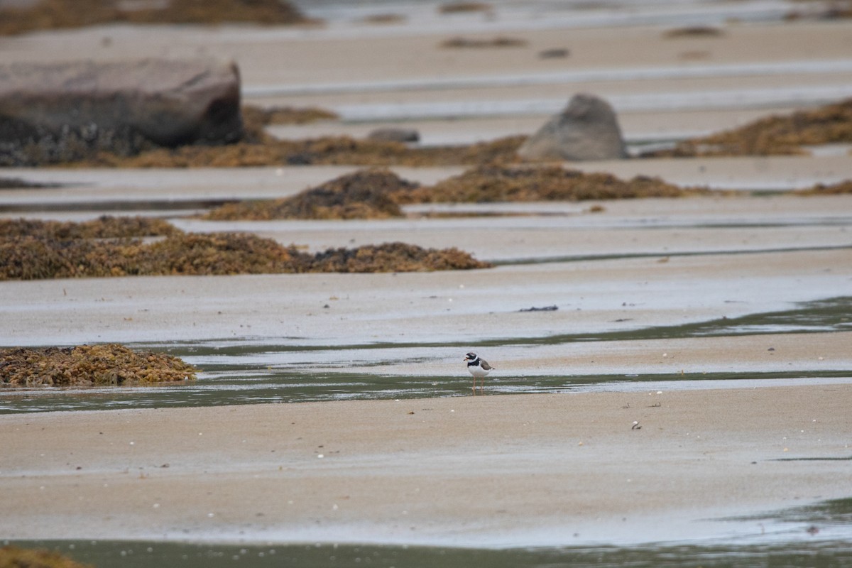 Common Ringed Plover - ML617986488