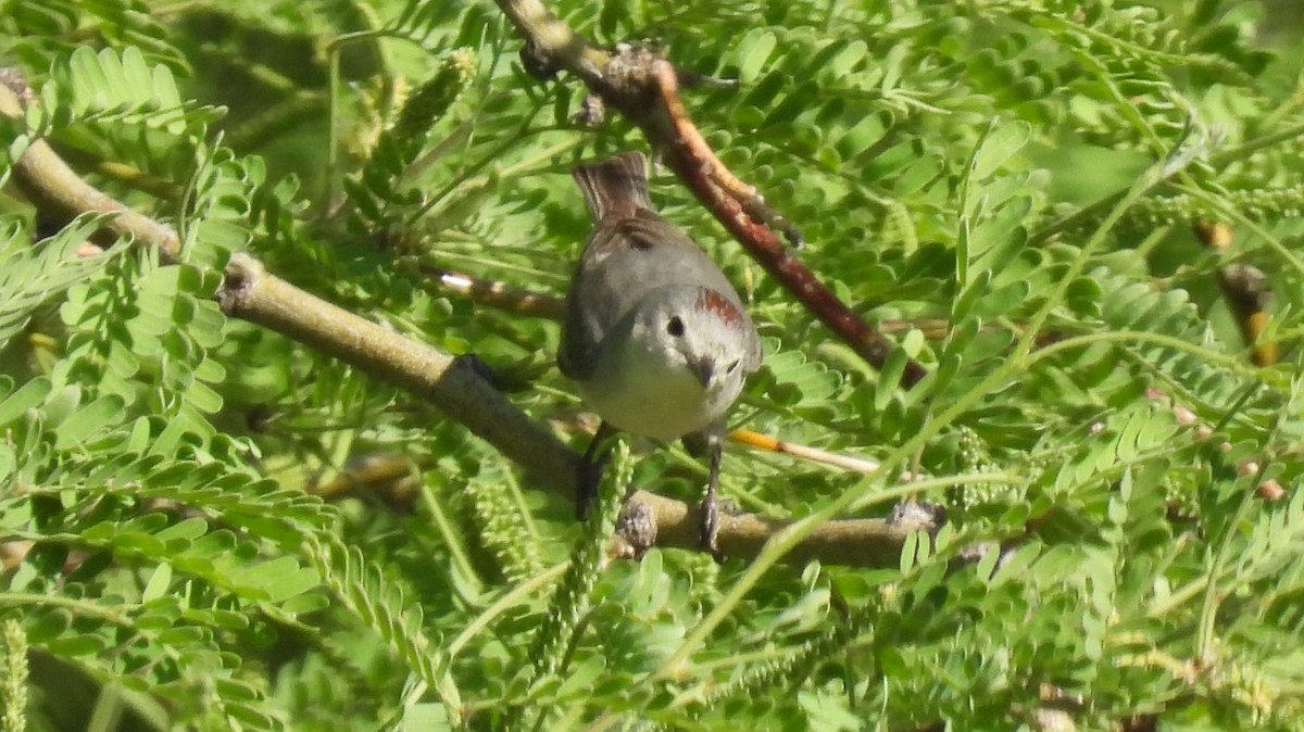 Lucy's Warbler - ML617986489